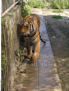 Tiger poses 0138