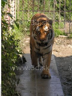 Tiger poses 0139