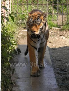 Tiger poses 0140