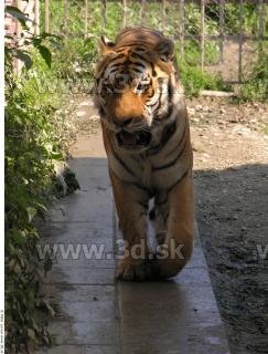 Tiger poses 0141