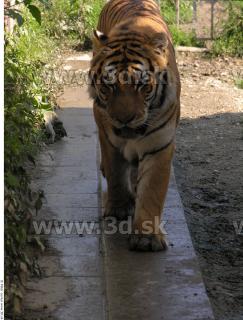 Tiger poses 0142