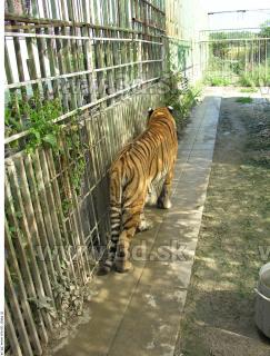 Tiger poses 0143