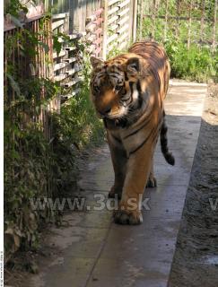 Tiger poses 0144