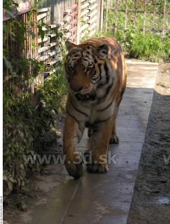 Tiger poses 0145