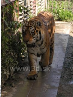 Tiger poses 0146