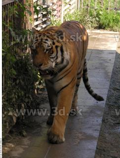 Tiger poses 0147