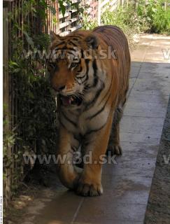 Tiger poses 0148