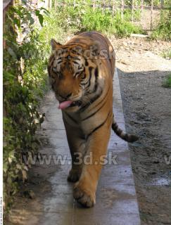 Tiger poses 0149