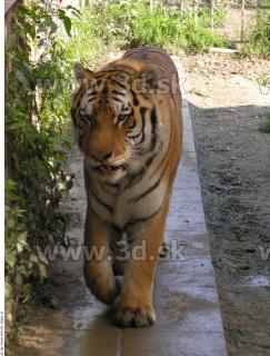 Tiger poses 0150