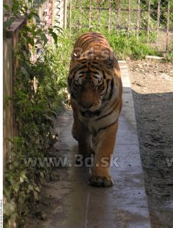 Tiger poses 0151