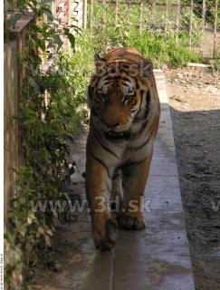 Tiger poses 0152