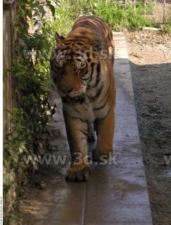 Tiger poses 0153