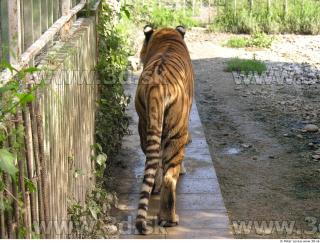 Tiger poses 0156