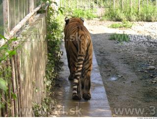 Tiger poses 0157