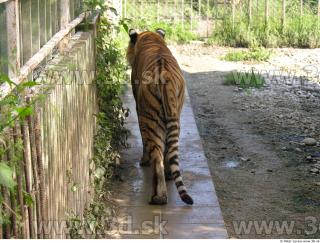 Tiger poses 0158