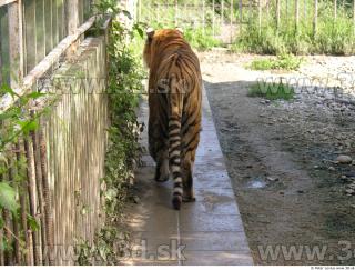 Tiger poses 0159