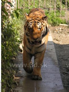 Tiger poses 0160