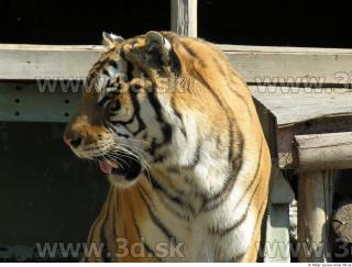 Tiger poses 0162