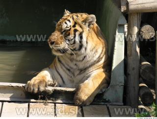 Tiger poses 0163