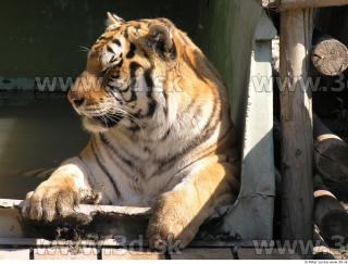 Tiger poses 0164