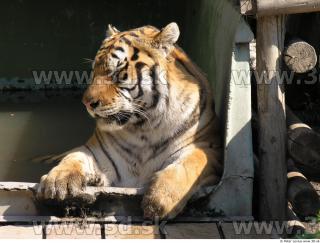 Tiger poses 0165