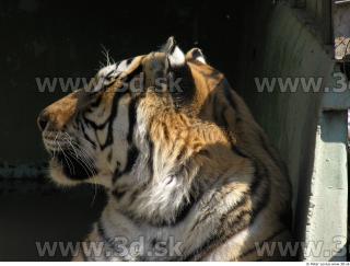 Tiger poses 0167