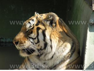 Tiger poses 0168