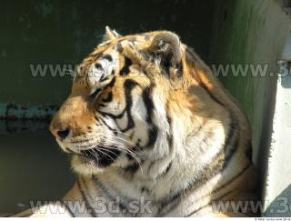 Tiger poses 0169