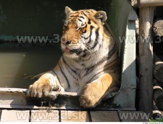 Tiger poses 0170