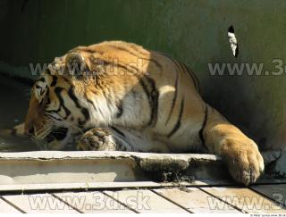 Tiger poses 0173