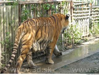 Tiger poses 0174