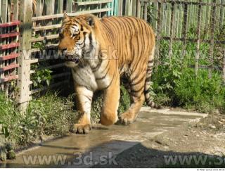 Tiger poses 0175