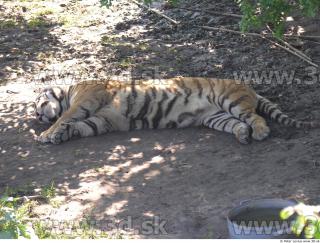 Tiger poses 0176