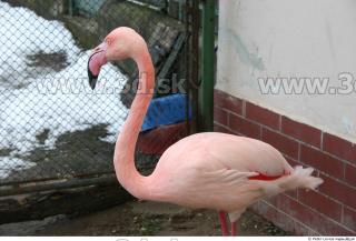 Flamingos 0003