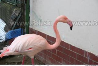 Flamingos 0005