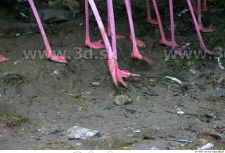 Flamingos 0014
