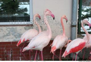 Flamingos 0016