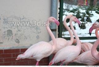 Flamingos 0017