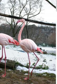 Flamingos 0021