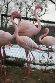 Flamingos 0026