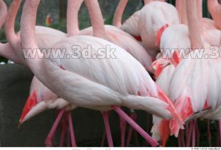 Flamingos 0028