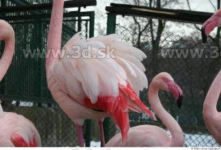 Flamingos 0029