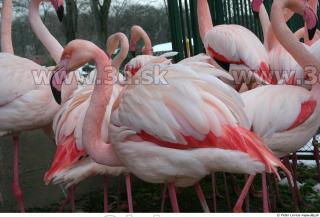 Flamingos 0032