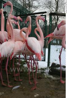 Flamingos 0033