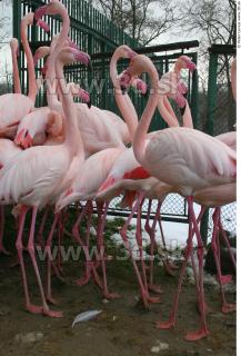 Flamingos 0034