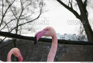 Flamingos 0035