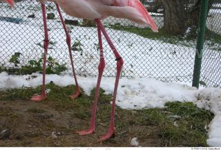 Flamingos 0036