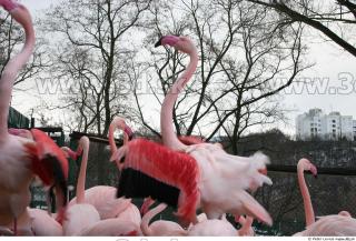 Flamingos 0041