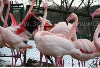 Flamingos 0043