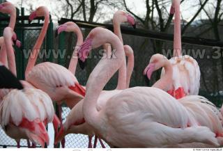 Flamingos 0044